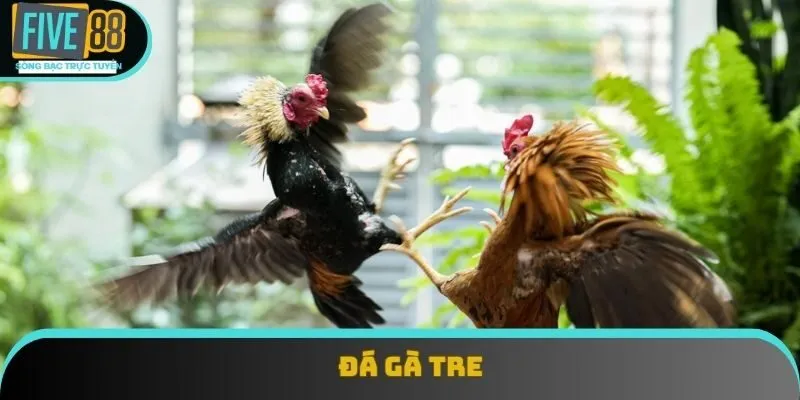Đá Gà Tre Là Gì? Khám Phá Chi Tiết Từ A Đến Z Tại Five88