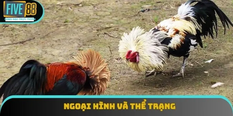 Ngoại hình và thể trạng Ngoại hình và thể trạng