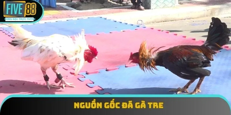 Nguồn gốc đá gà tre Nguồn gốc đá gà tre