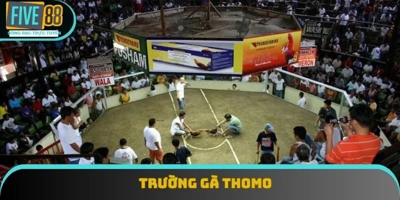 Trường Gà Thomo Và Những Điều Cần Biết Trước Khi Tham Gia