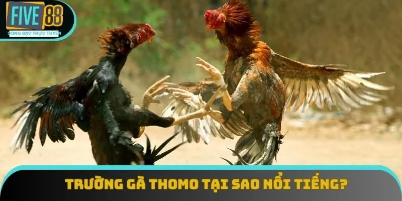 Trường gà thomo tại sao nổi tiếng? Trường gà thomo tại sao nổi tiếng?